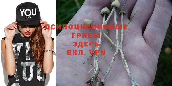 сатива Абинск